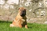 SHAR-PEI 913